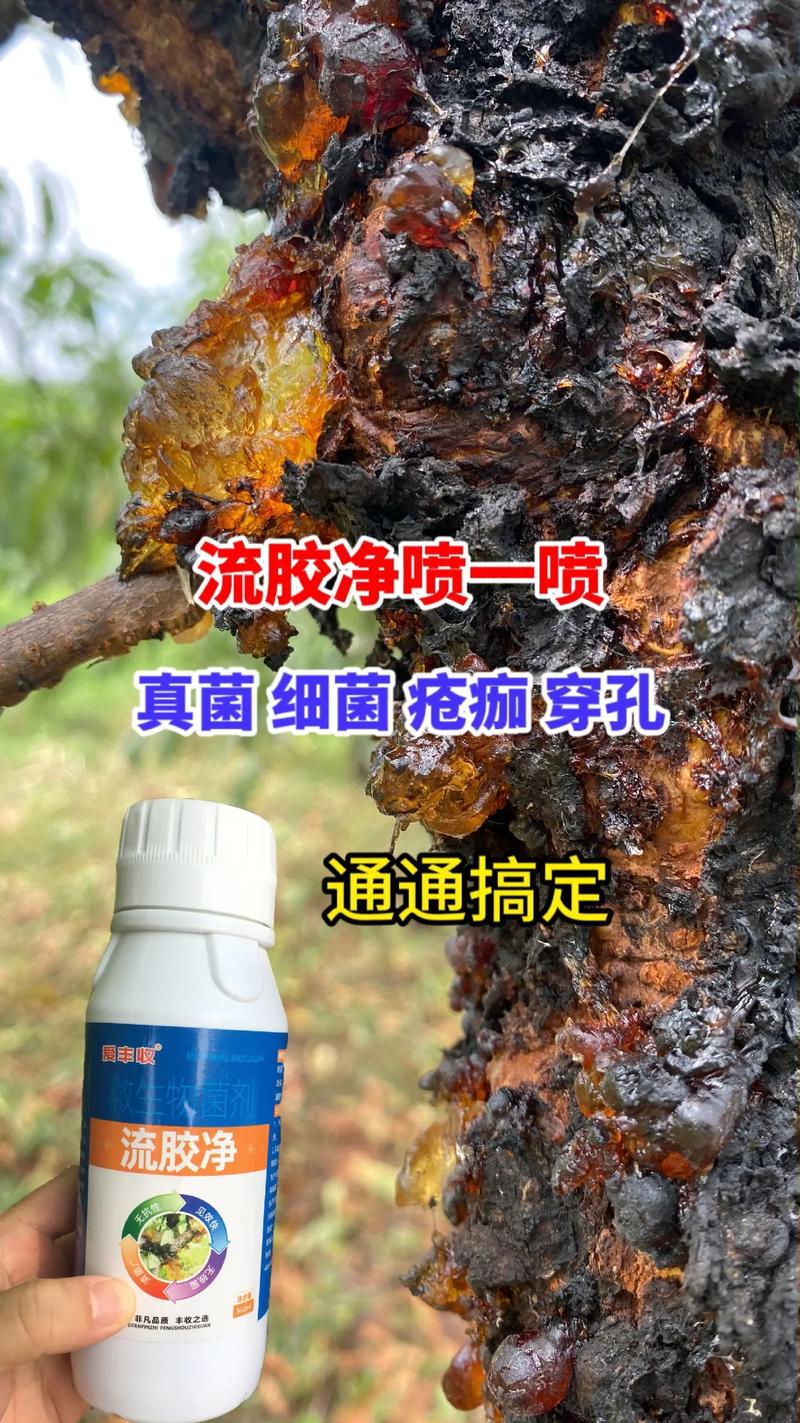 果樹(shù)流膠病的科學(xué)防治 揭秘“一噴就靈”的背后真相