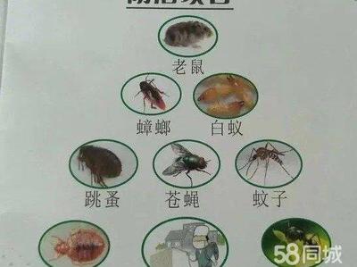 寶應(yīng)蟲(chóng)害防治 專(zhuān)業(yè)滅鼠、滅蟑螂及除四害服務(wù)助力健康生活