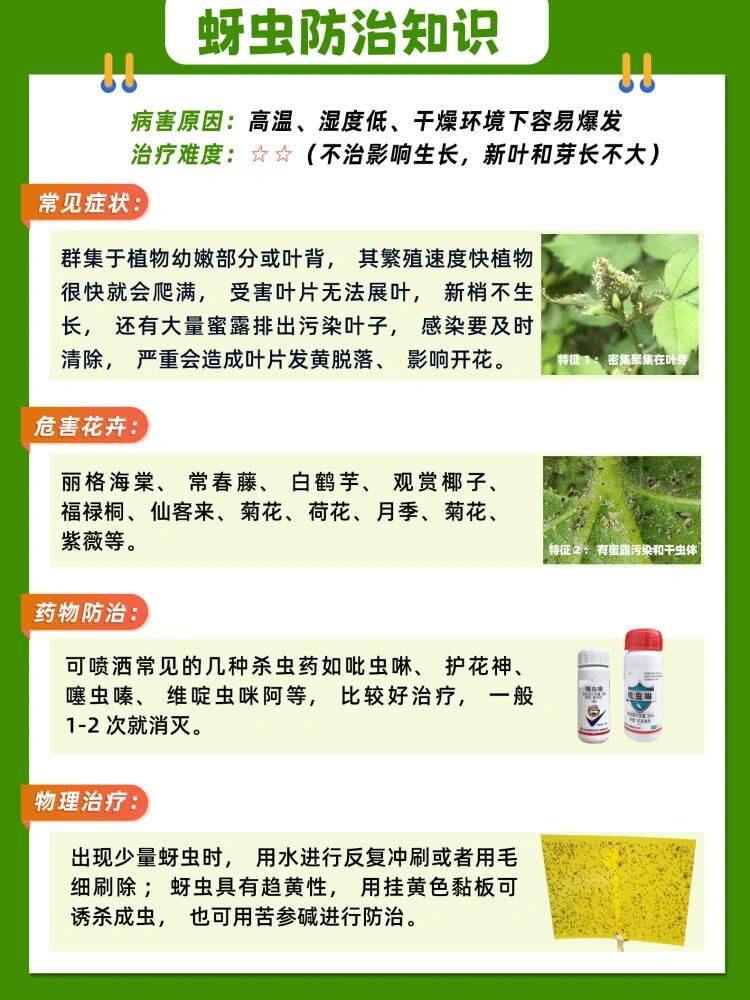 花卉綠植常見(jiàn)蟲(chóng)害——蚜蟲(chóng)防治方法指南