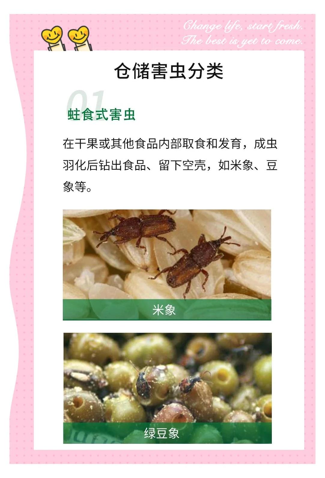 倉儲蟲害防治 從環境到管理的全方位指南
