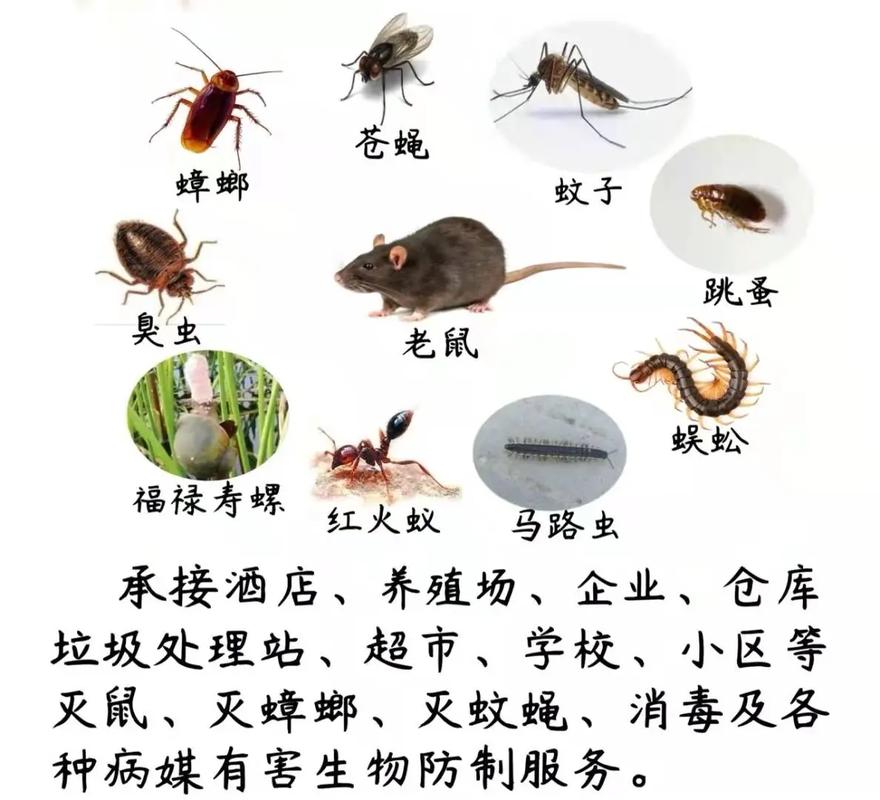 守護(hù)家人健康 為什么會(huì)選擇成都東部新區(qū)這家專(zhuān)業(yè)蟲(chóng)害防治公司？