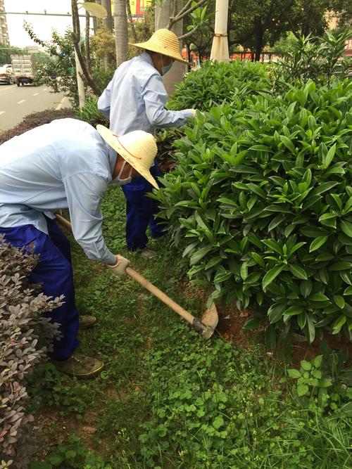 深圳市翔虹蟲害防治服務松崗A包 加強滅鼠，守護健康家園